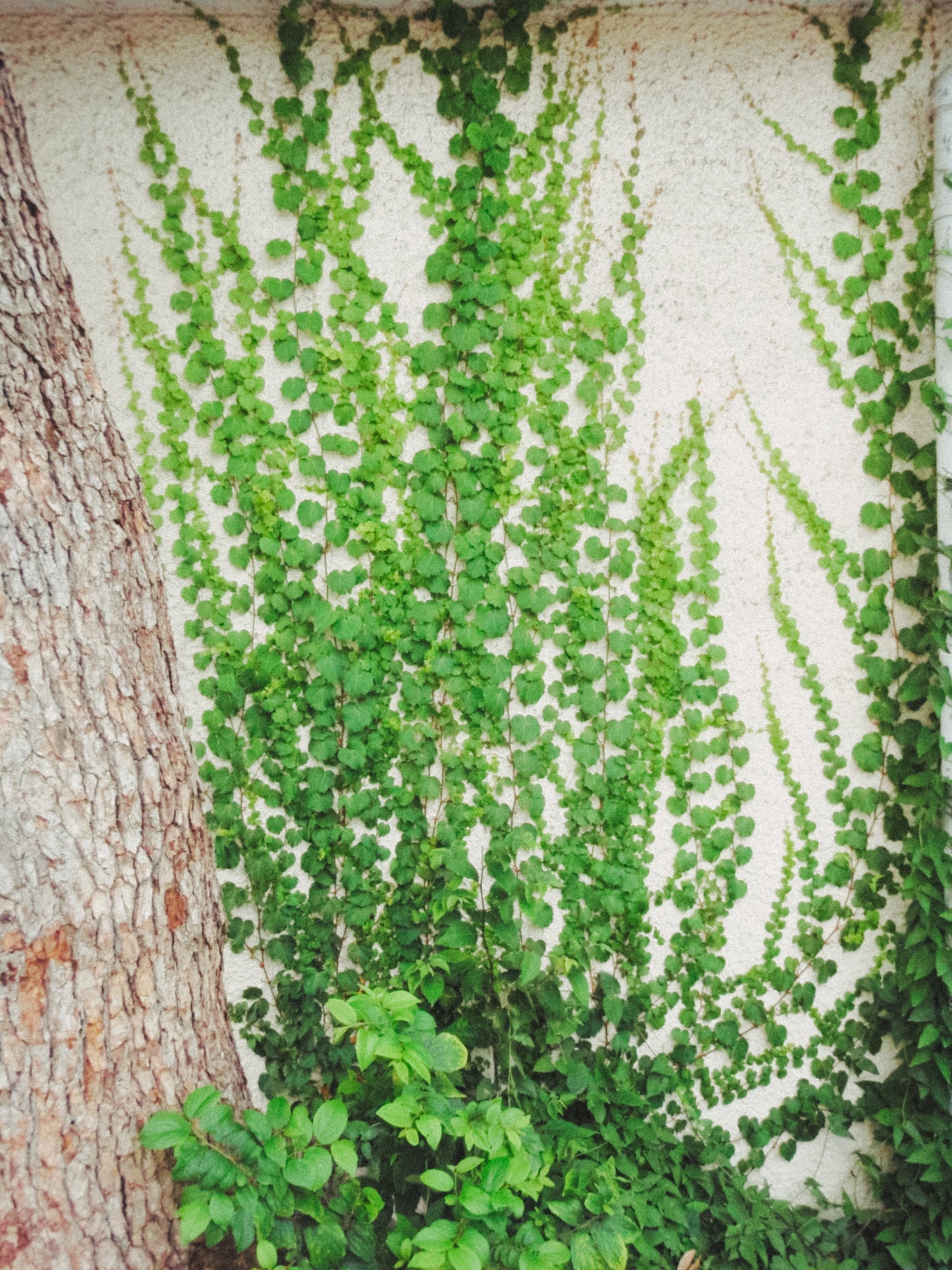 OLYMPUS μ790 SW