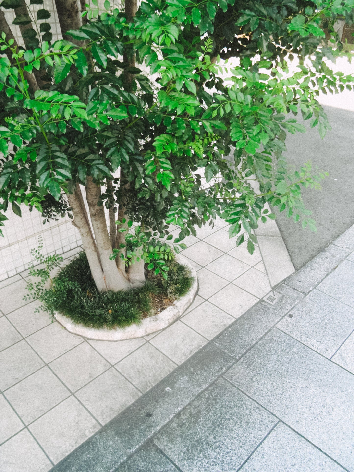 RICOH Caplio R6