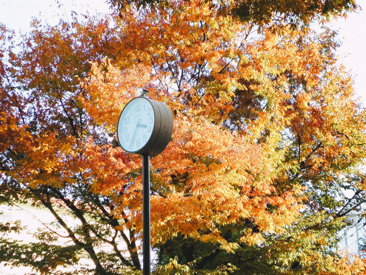 SANYO Xacti DSC-X1260