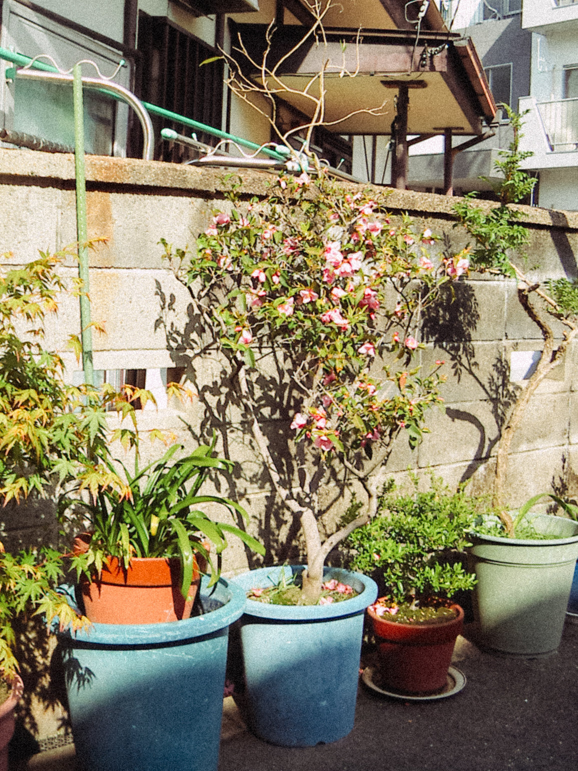 KONICA MINOLTA DiMAGE X21