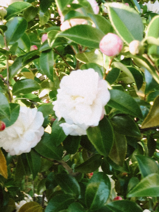 GW期間中の営業・発送について