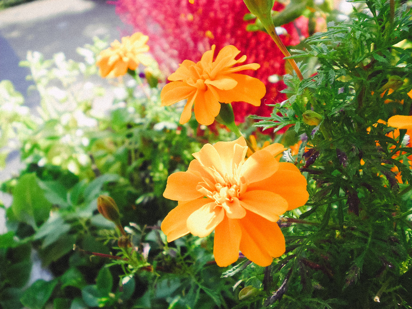 SANYO Xacti  DSC-X1260