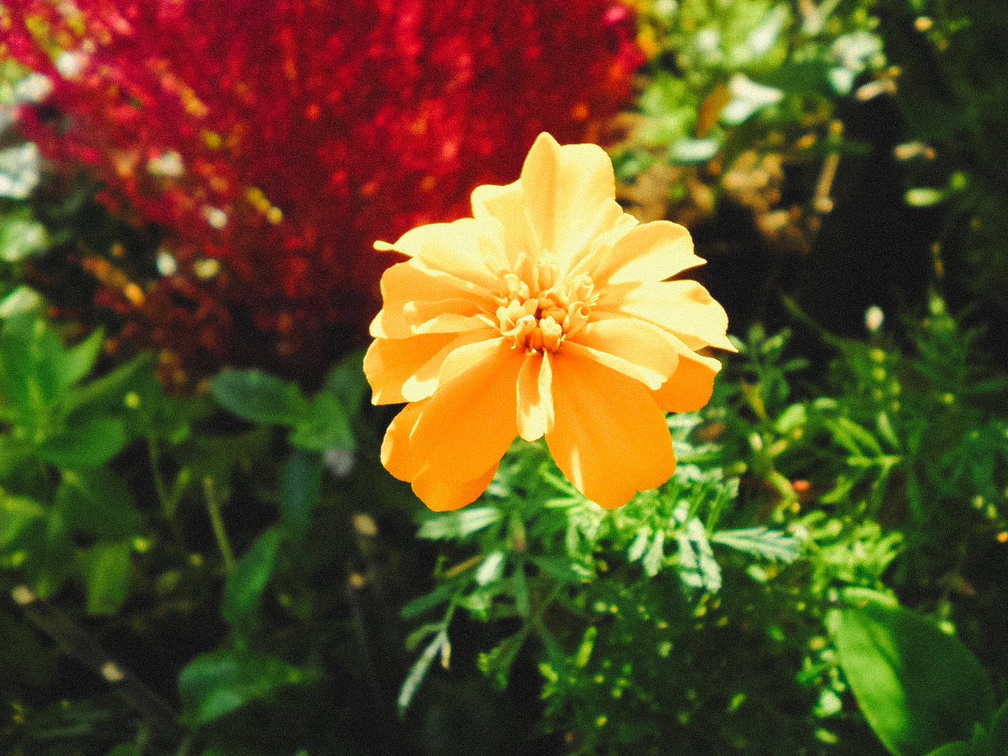 SANYO Xacti  DSC-X1260