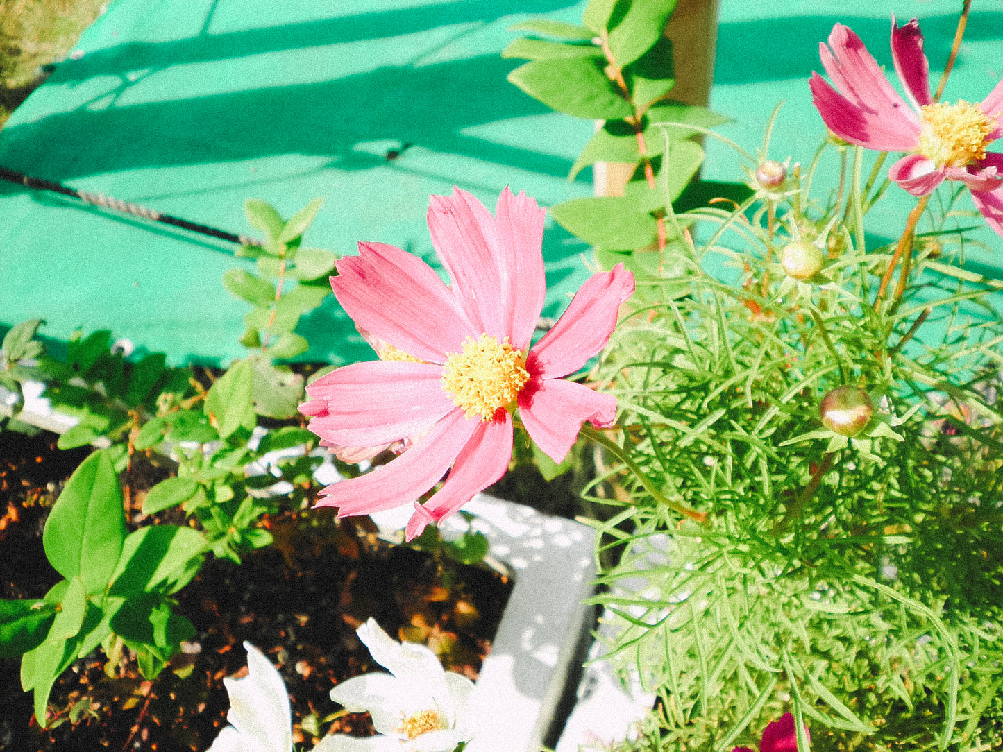 SANYO Xacti  DSC-X1260