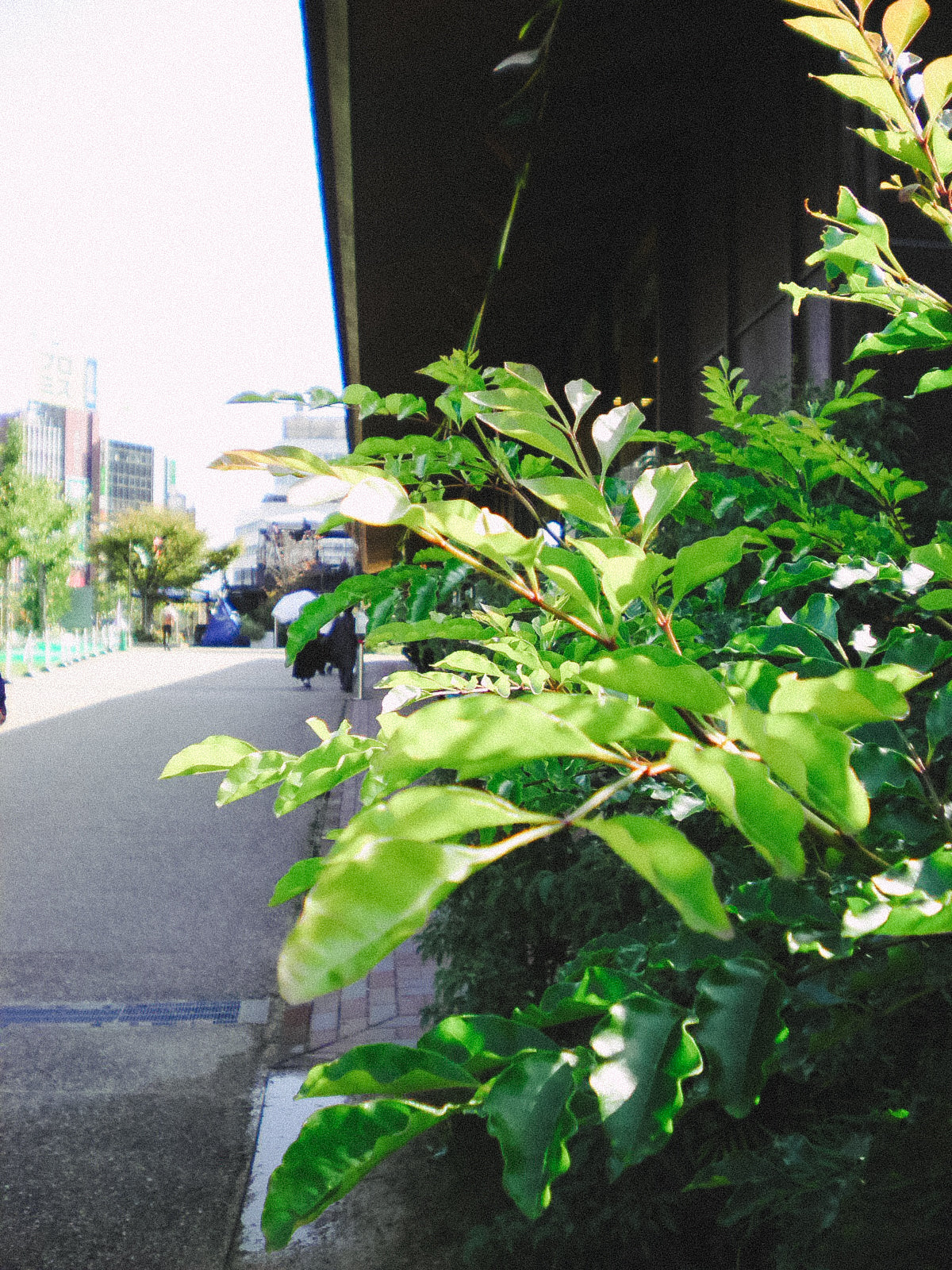 SANYO Xacti  DSC-X1260