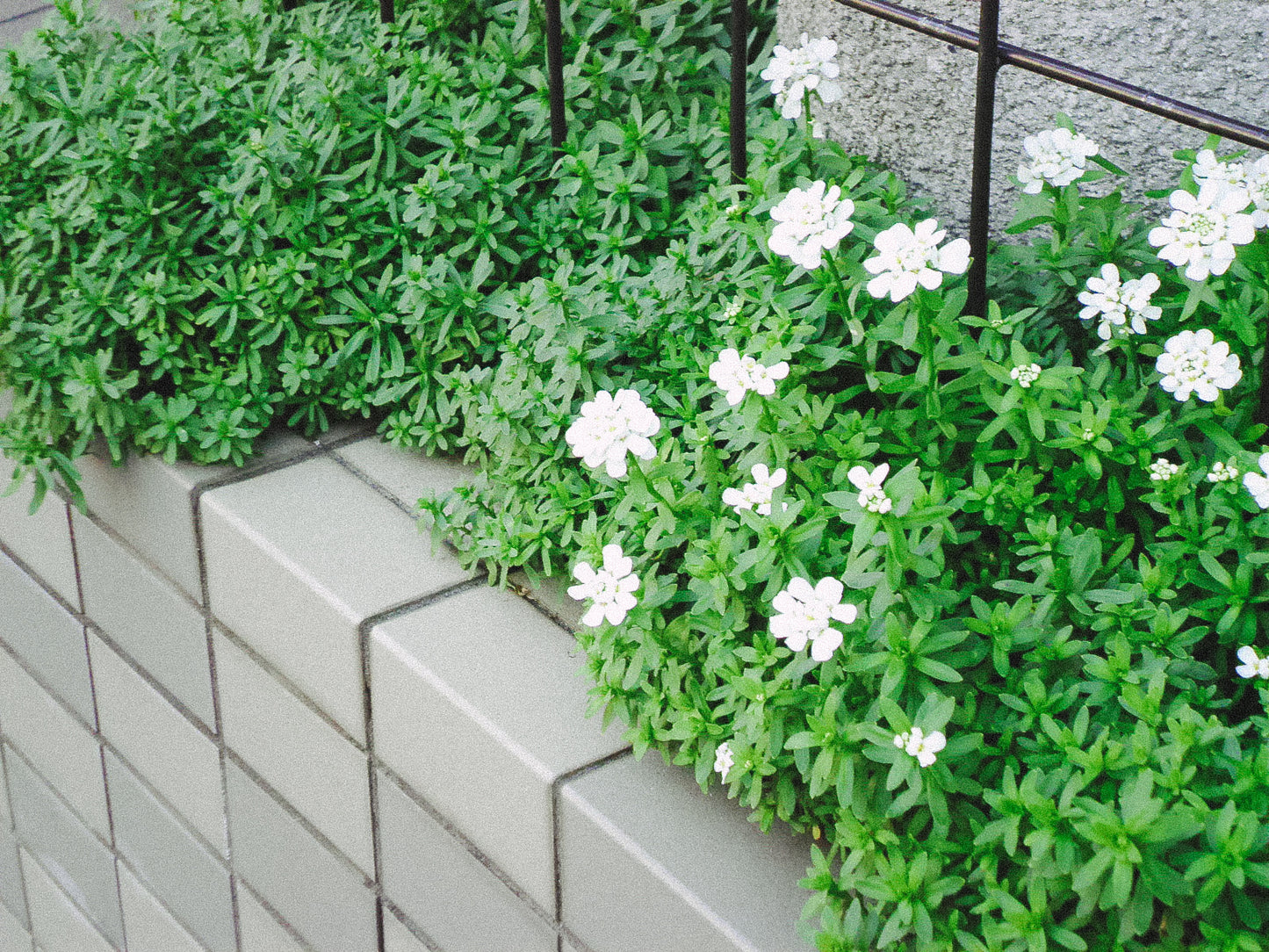 SANYO Xacti  DSC-X1260