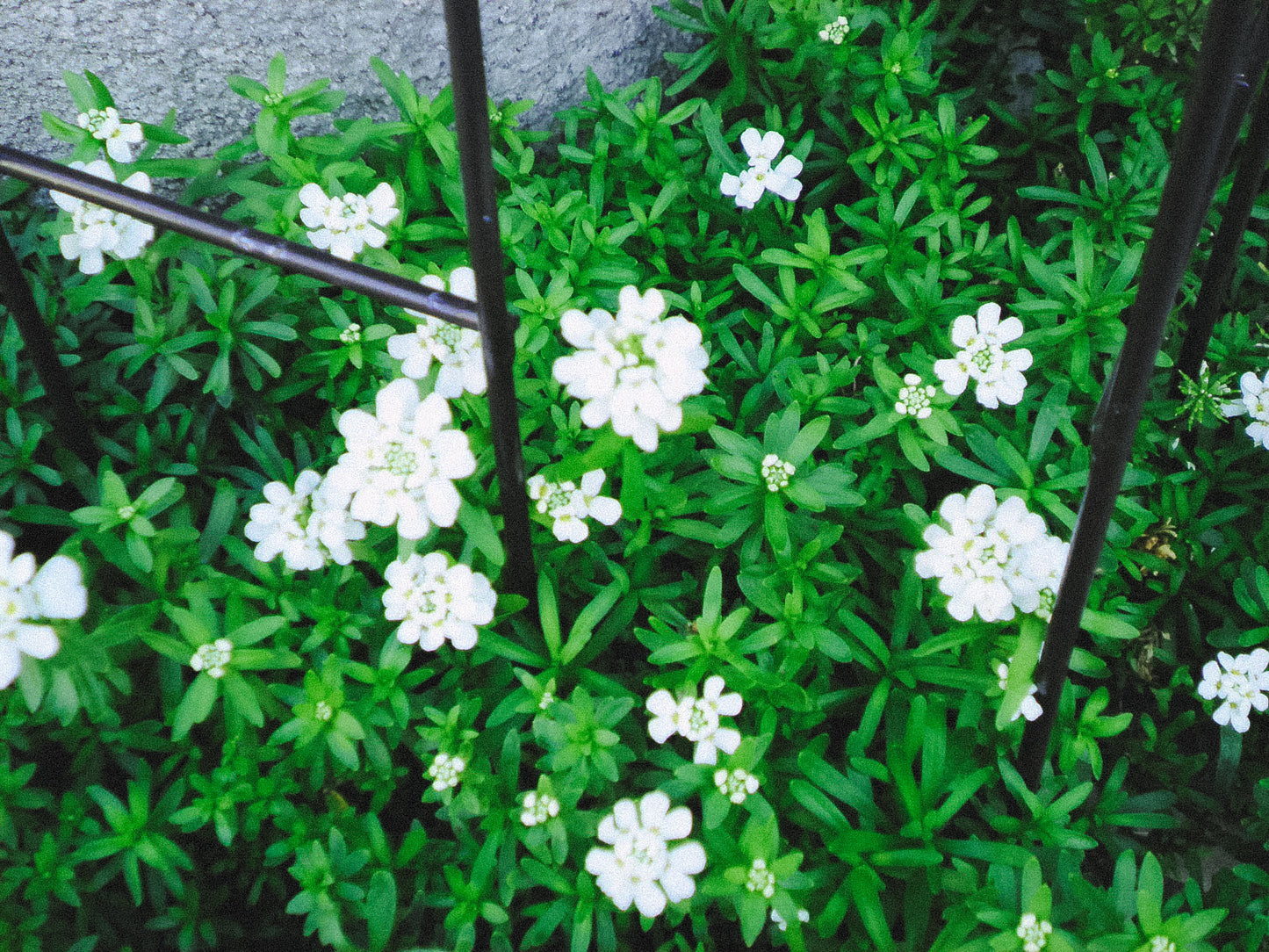 SANYO Xacti  DSC-X1260