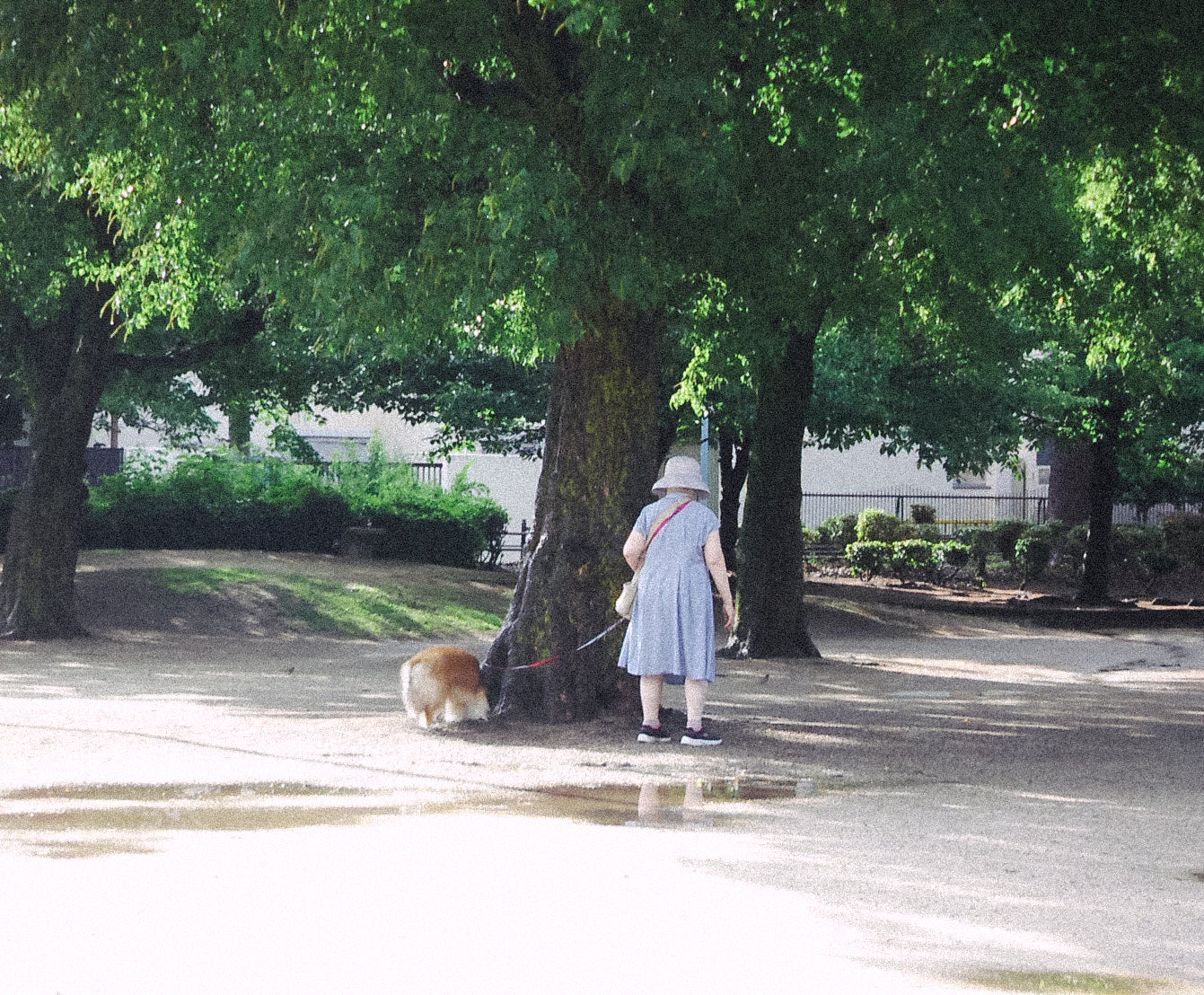 KONICA MINOLTA DIMAGE X31