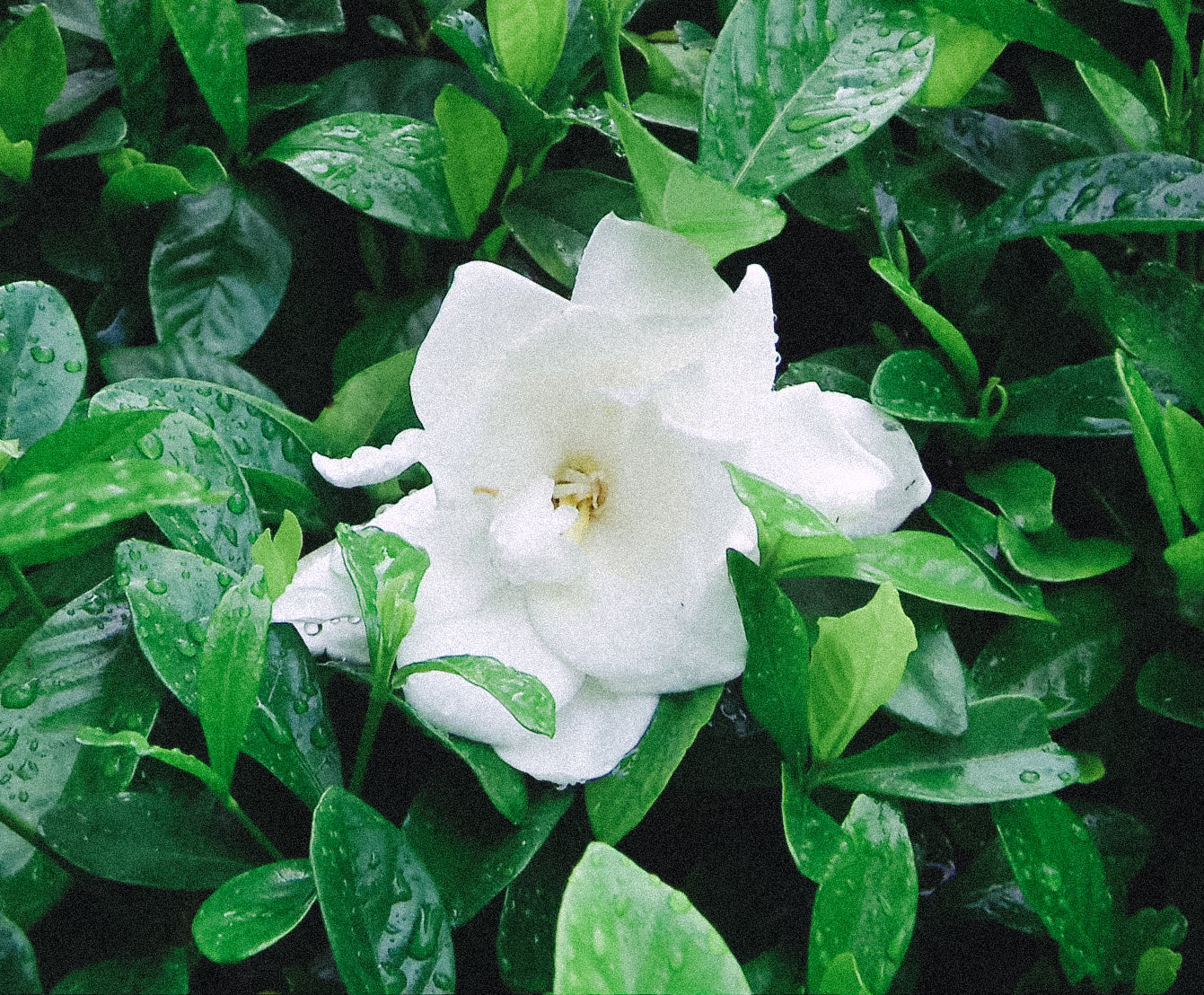 KONICA MINOLTA DIMAGE X31