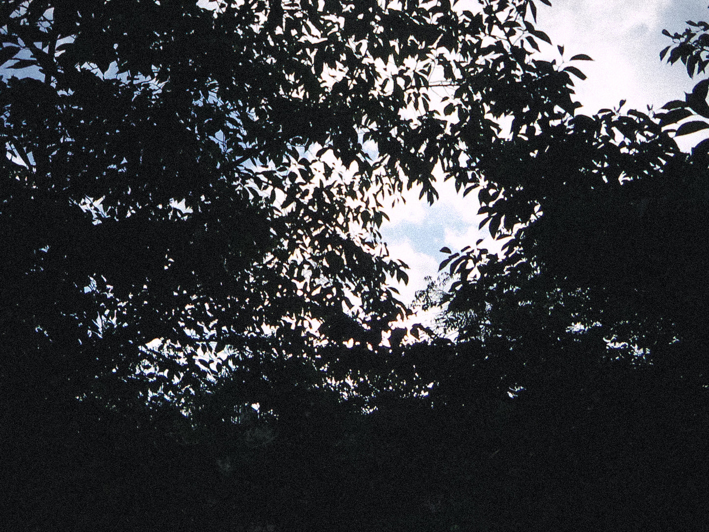 KONICA MINOLTA DIMAGE X31