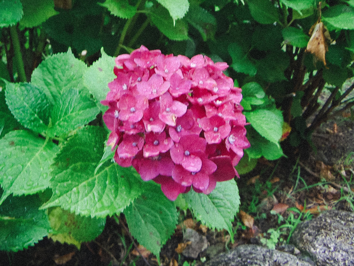 KONICA MINOLTA DIMAGE X31