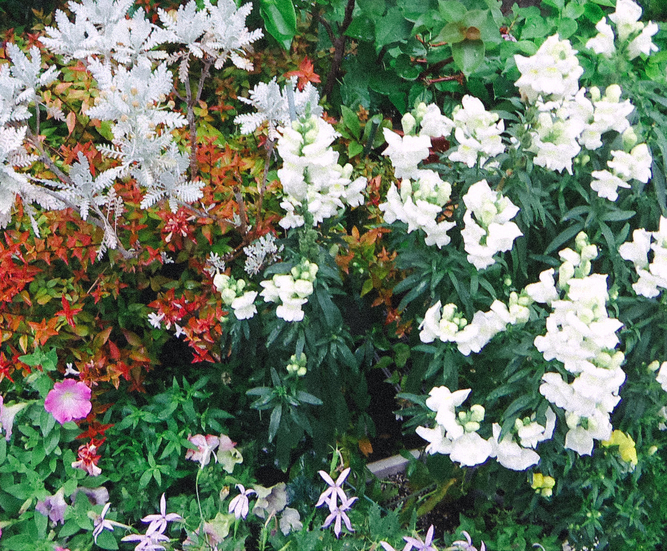 KONICA MINOLTA DIMAGE X31