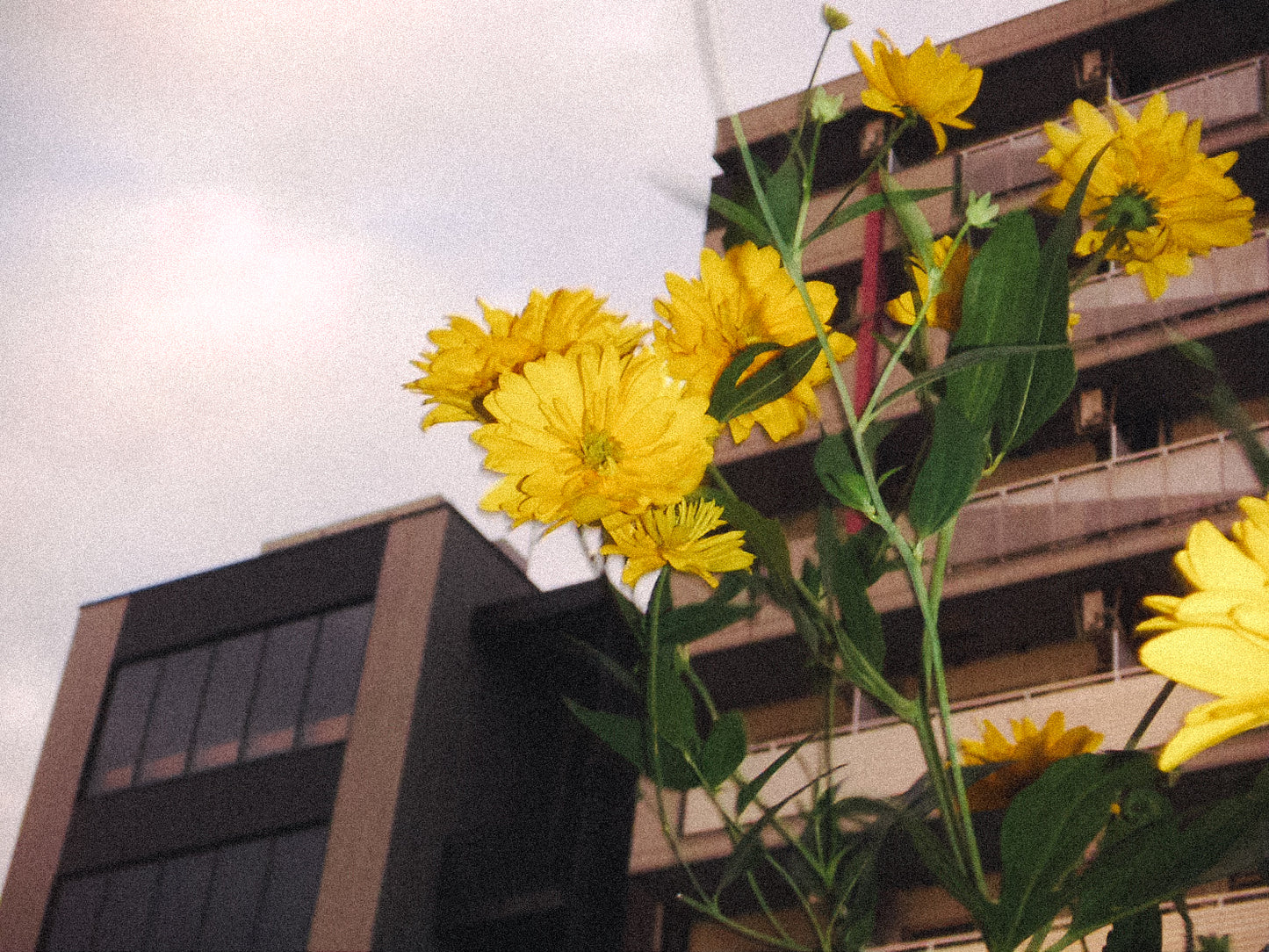 KONICA MINOLTA DIMAGE X31