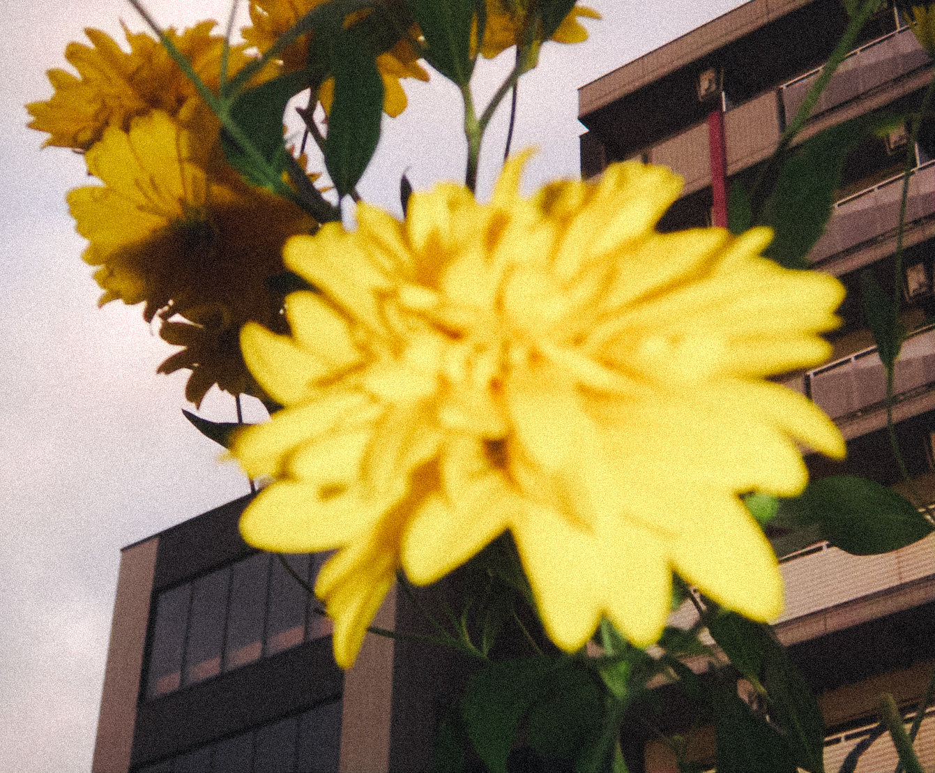 KONICA MINOLTA DIMAGE X31