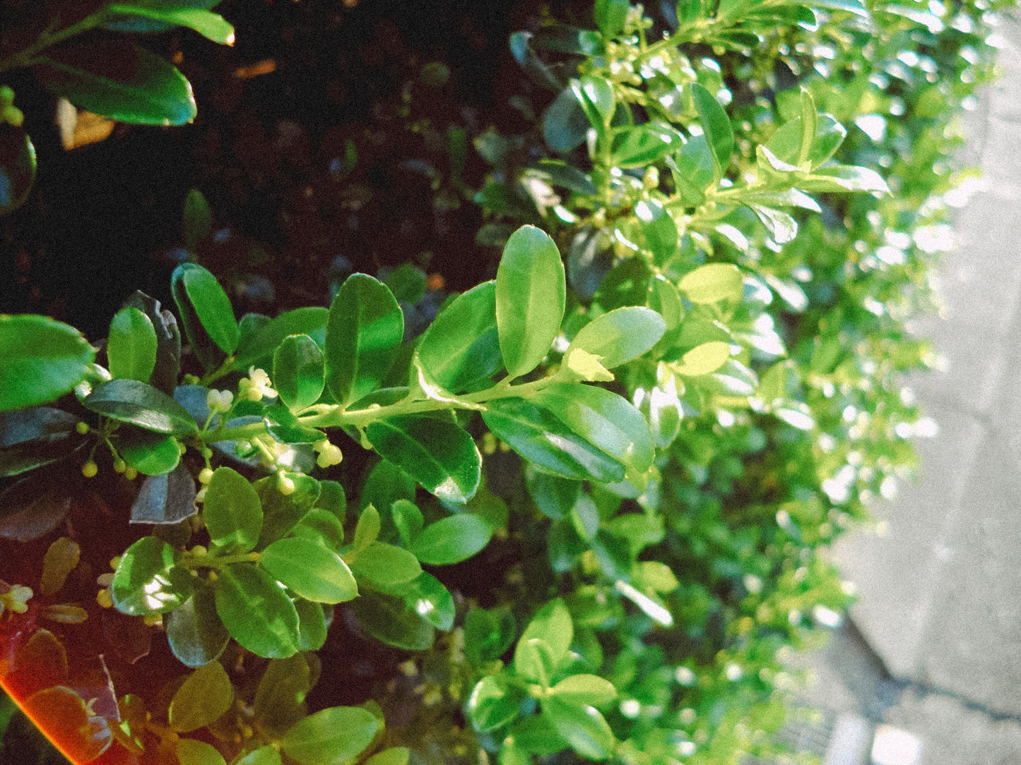 PENTAX Optio E90