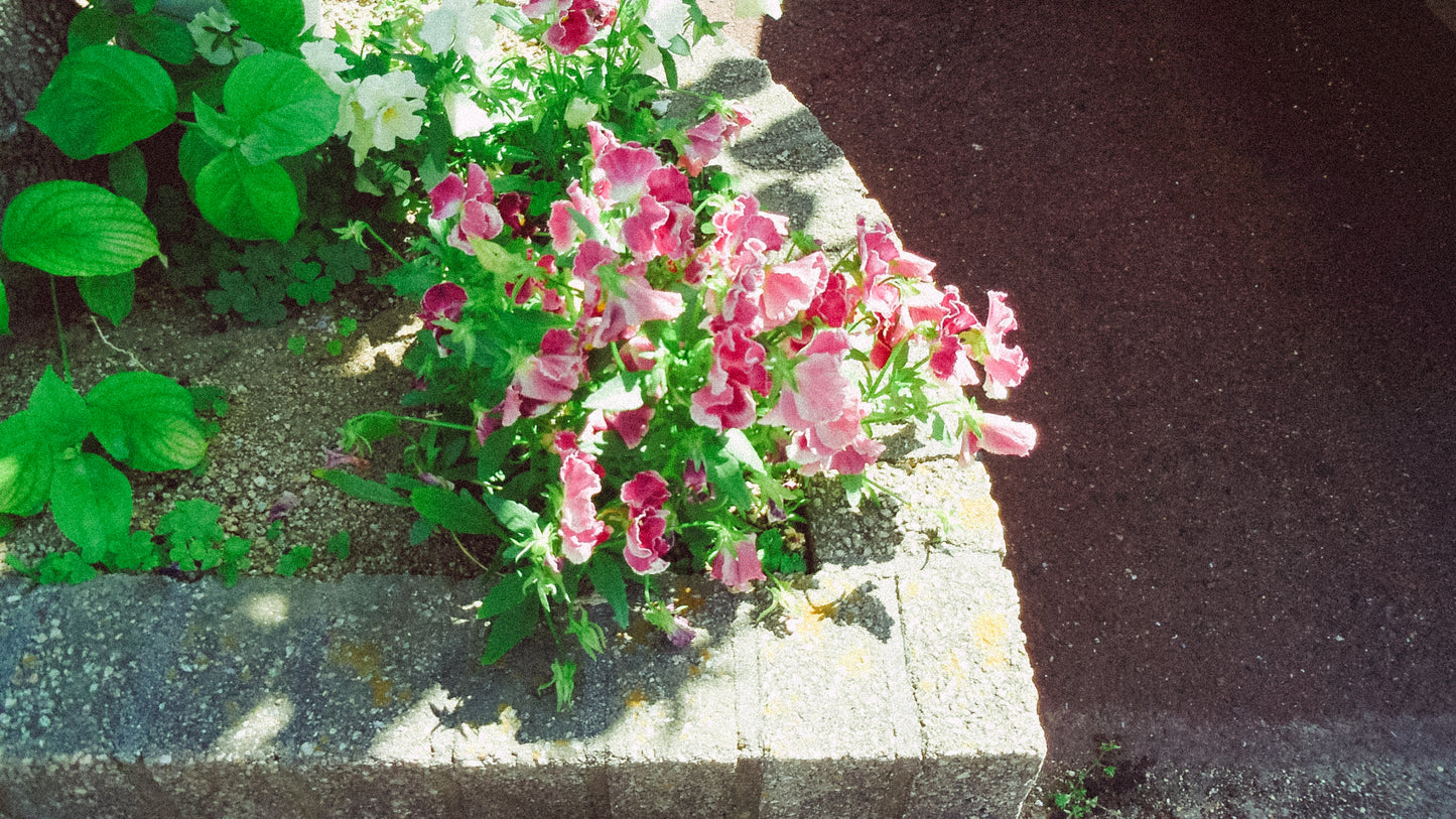 PENTAX Optio LS465