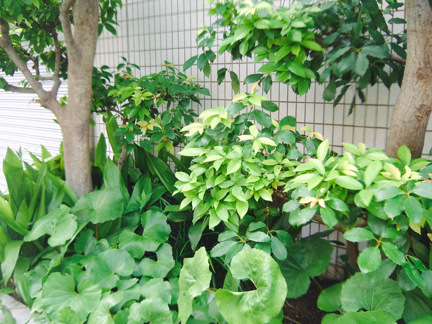 EPSON L-500V