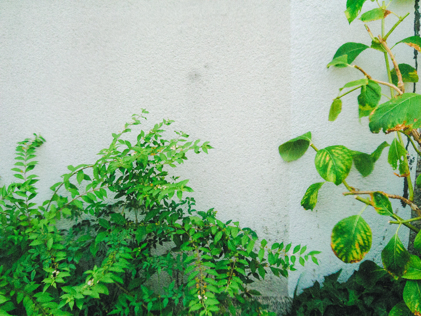 EPSON L-500V
