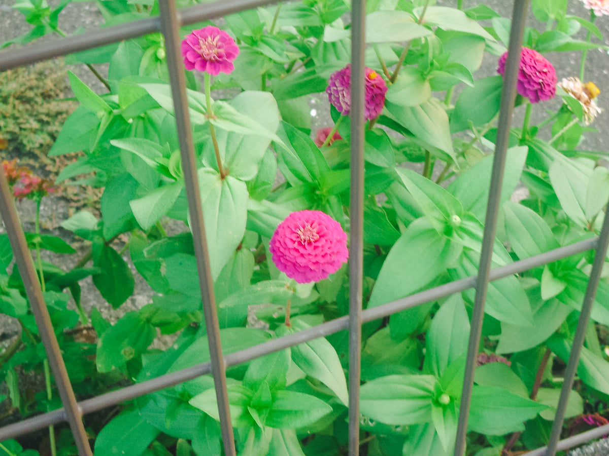 PENTAX Optio S5z