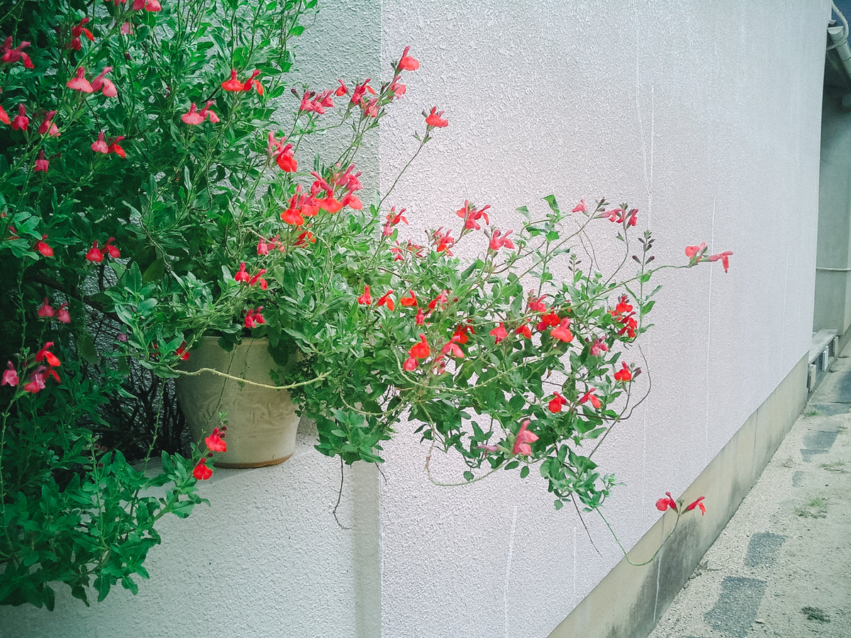 CASIO EXILIM EX-S3