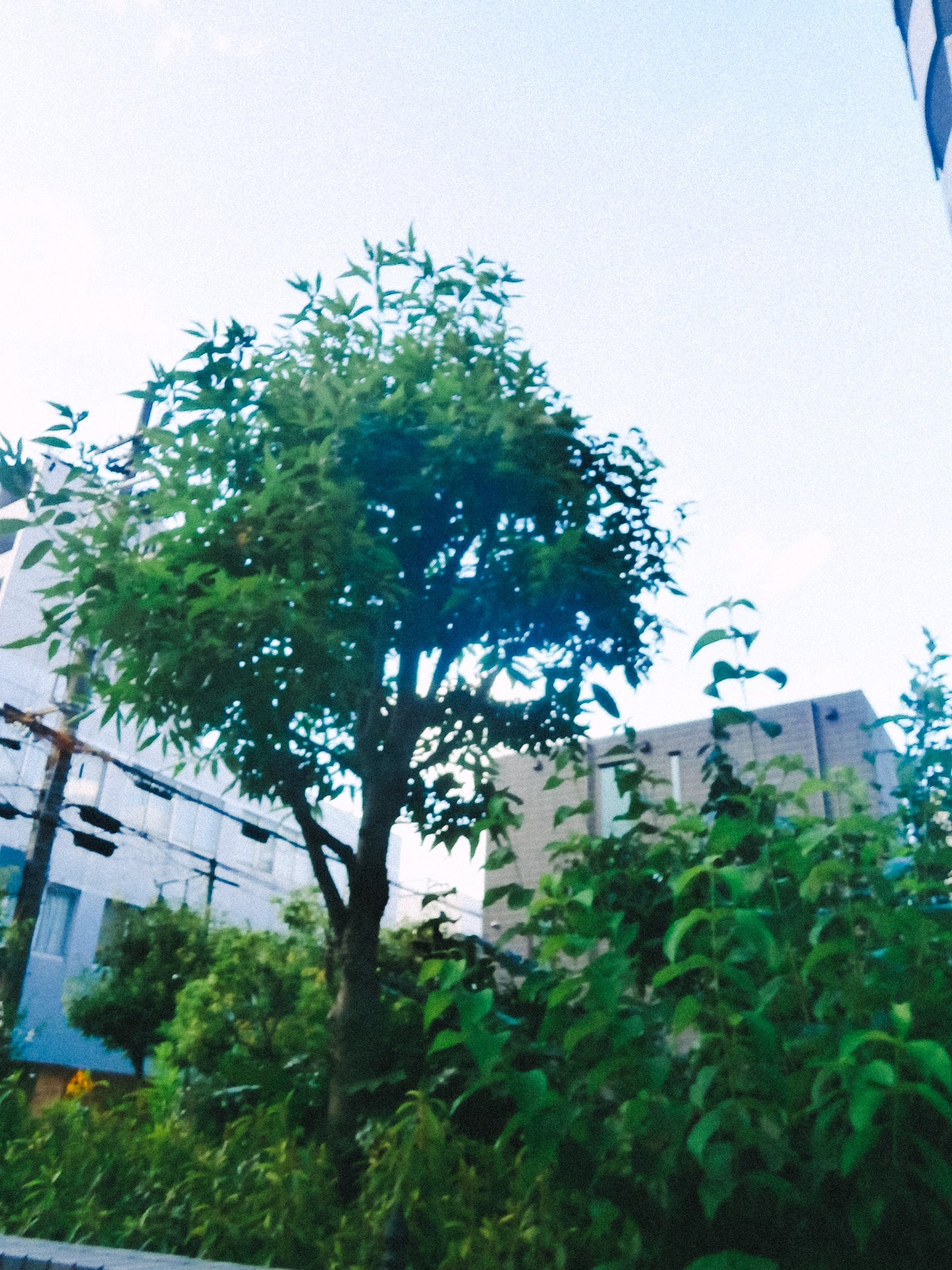 OLYMPUS VH-210