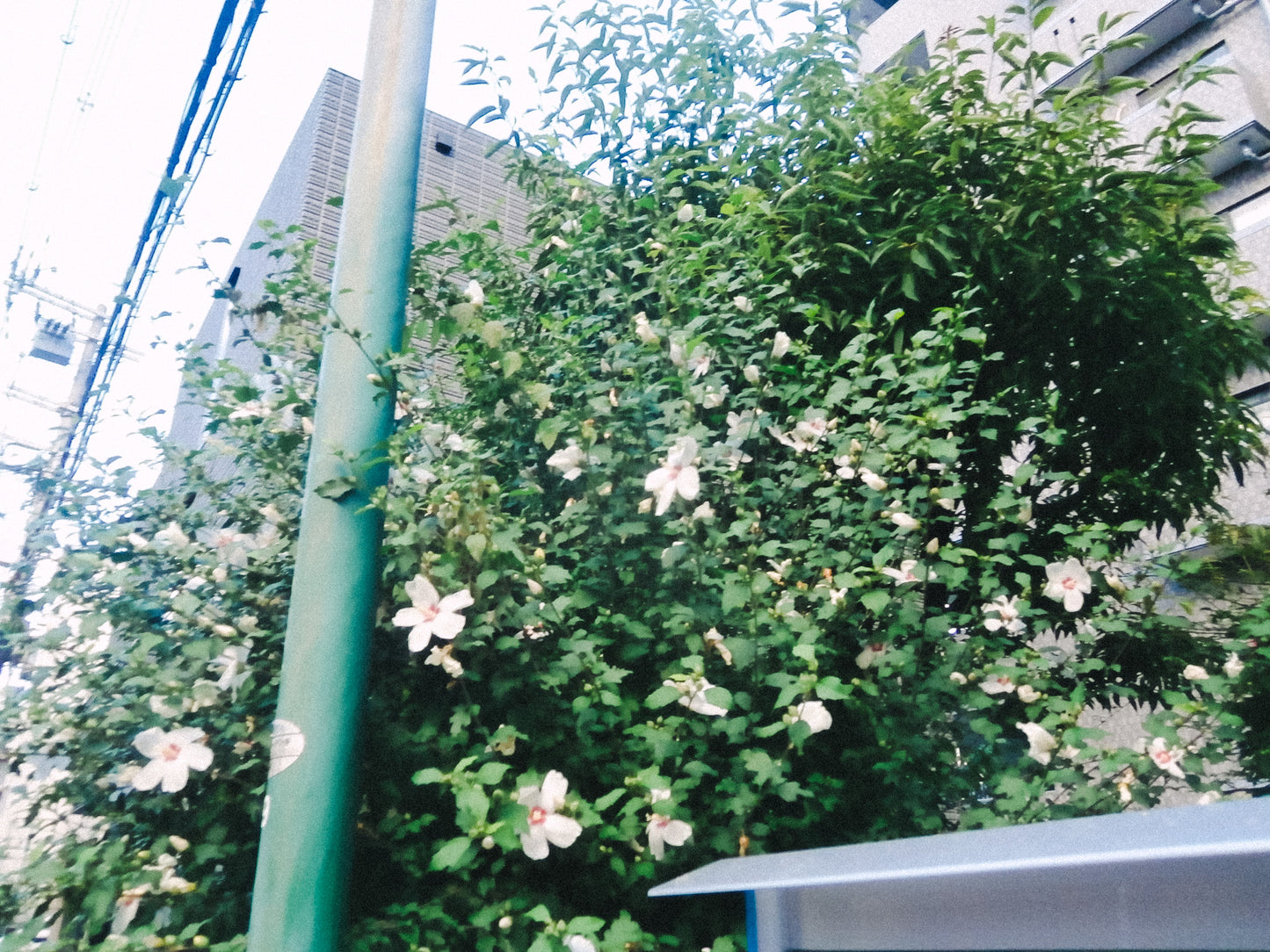OLYMPUS VH-210